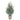 Squat Fir Tree In Stone Pot Hill Interiors