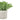 Buxus Plant In Stone Effect Pot Hill Interiors