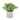 Buxus Plant In Stone Effect Pot Hill Interiors